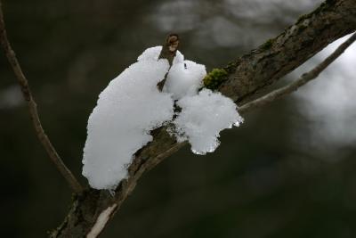 Snow on tree