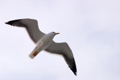 La mouette