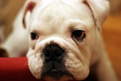 Lardon the English bulldog