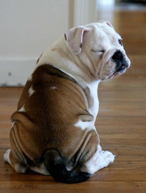 Lardon the English bulldog