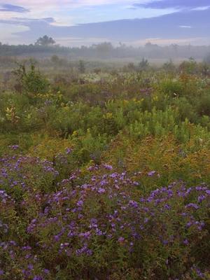 Wildflower Morning Mist