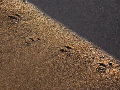 Seagull Tracks in Sand