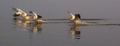 Pelicans Landing 4749