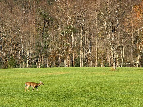 Cades Cove Deer 6508