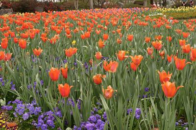 More Tulips