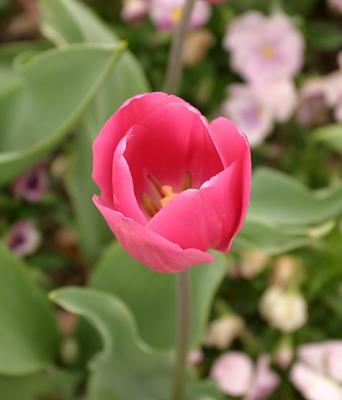 Single Tulip