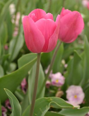 Pretty in Pink