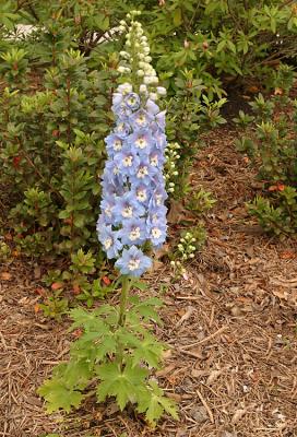 Foxglove?