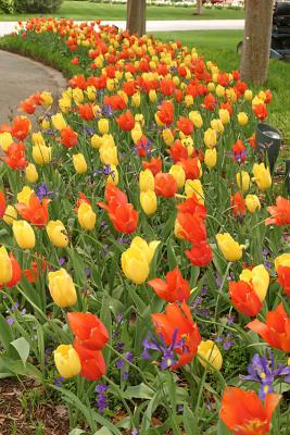 Sidewalk Tulips
