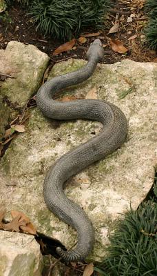 Rattler