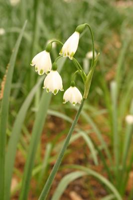 Texas Snow Drops