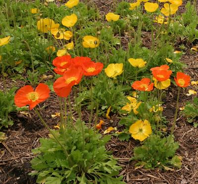Poppies