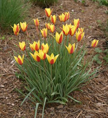 Interesting Tulips