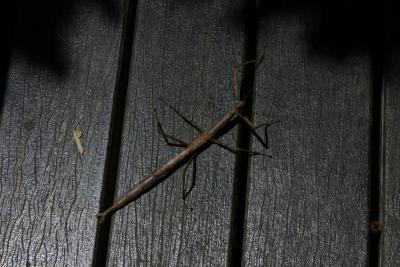 Walking stick (about 8 long)