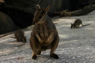 Rock wallaby at the Granite Gorge