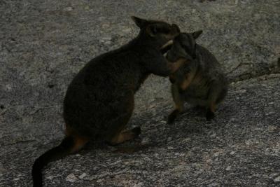 Wallaby wrestling
