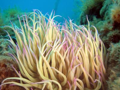 Cnidaria