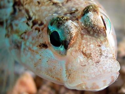 Gobius roulei
