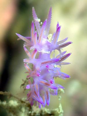 Flabellina affinis