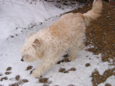 Laddie loved the snow - Feb 2003