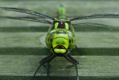 Aeshna cyanea