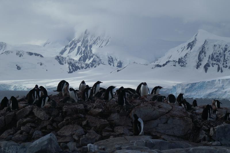 Penguin Colony