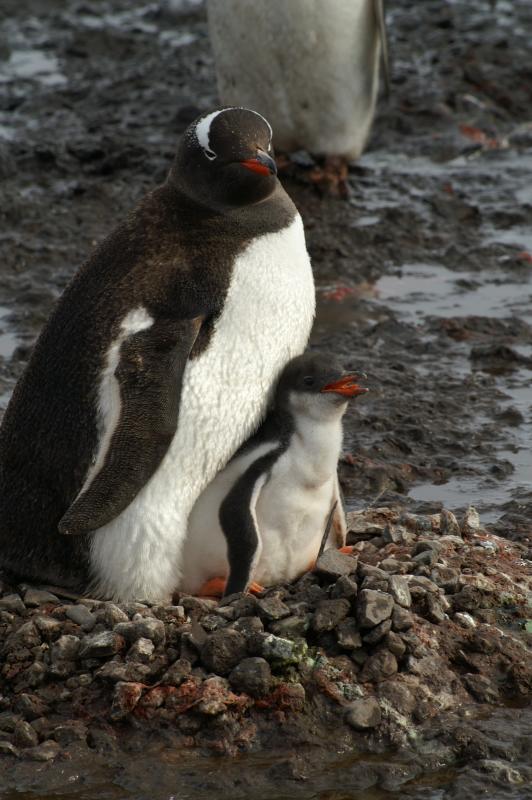 Gentoo and Chick