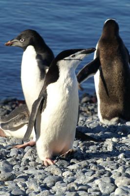 Adelie, Chinstrap, and Gentoo Penguin
