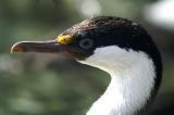 Purple Eyed Bird