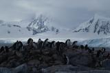 Penguin Colony