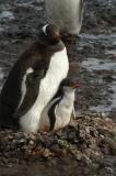 Gentoo and Chick