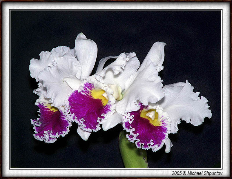 Orchid