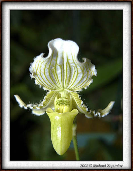Orchid