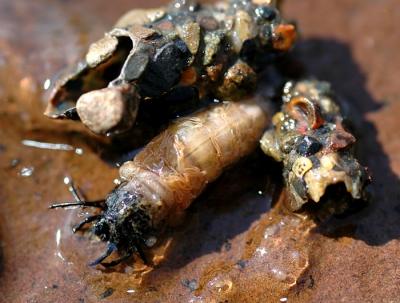 u42/michellemahood/medium/40631239.largecreamylsaccaddis3905.jpg