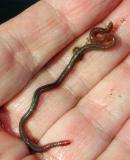 Very bizarre nuclear-colored aquatic worm,, Baum lake 4-2-04