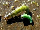 two caddis of different colors - lower sac.jpg