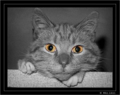 Devil Cat