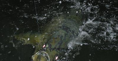 duane-120lb-tarpon-closeup-03-20-04.jpg
