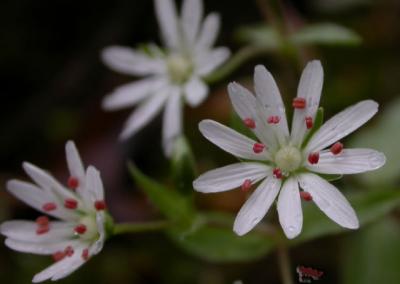 Star Chickweed.jpg