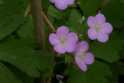 Wild Geranium.jpg