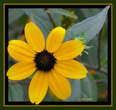 Black-eyed Susan.jpg