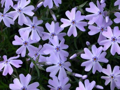 Creeping Phlox.jpg