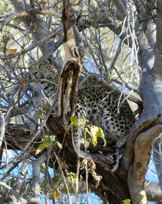 Leopard-in-tree