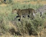 Leopard hunting