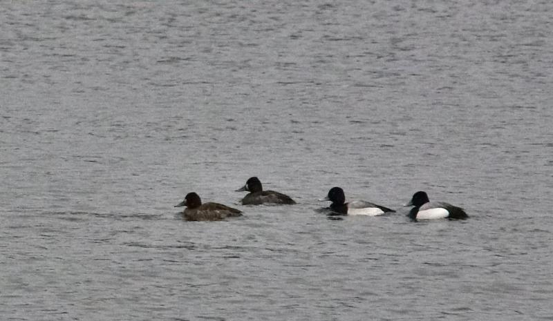 Four scaups