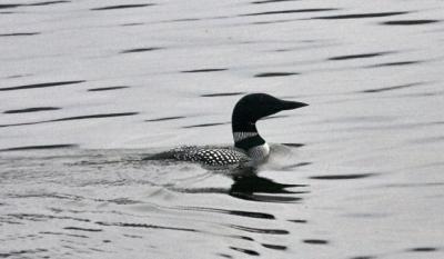 A common loon