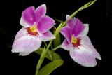 CRW_1300.jpg-Orchid