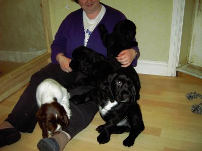 Puppy Pile.jpg