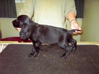 Black Dog (Mr Frosty).jpg
