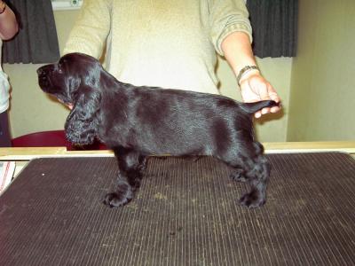 Black Dog (Mr Frosty).jpg